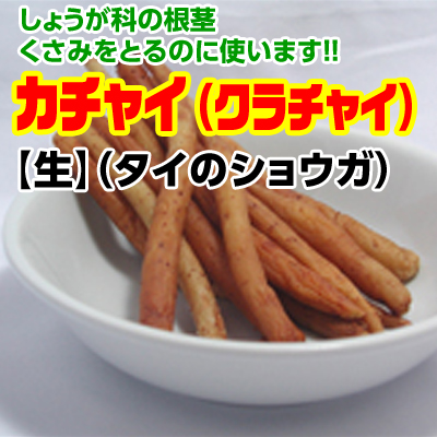 カチャイ(タイショウガ) 【生】